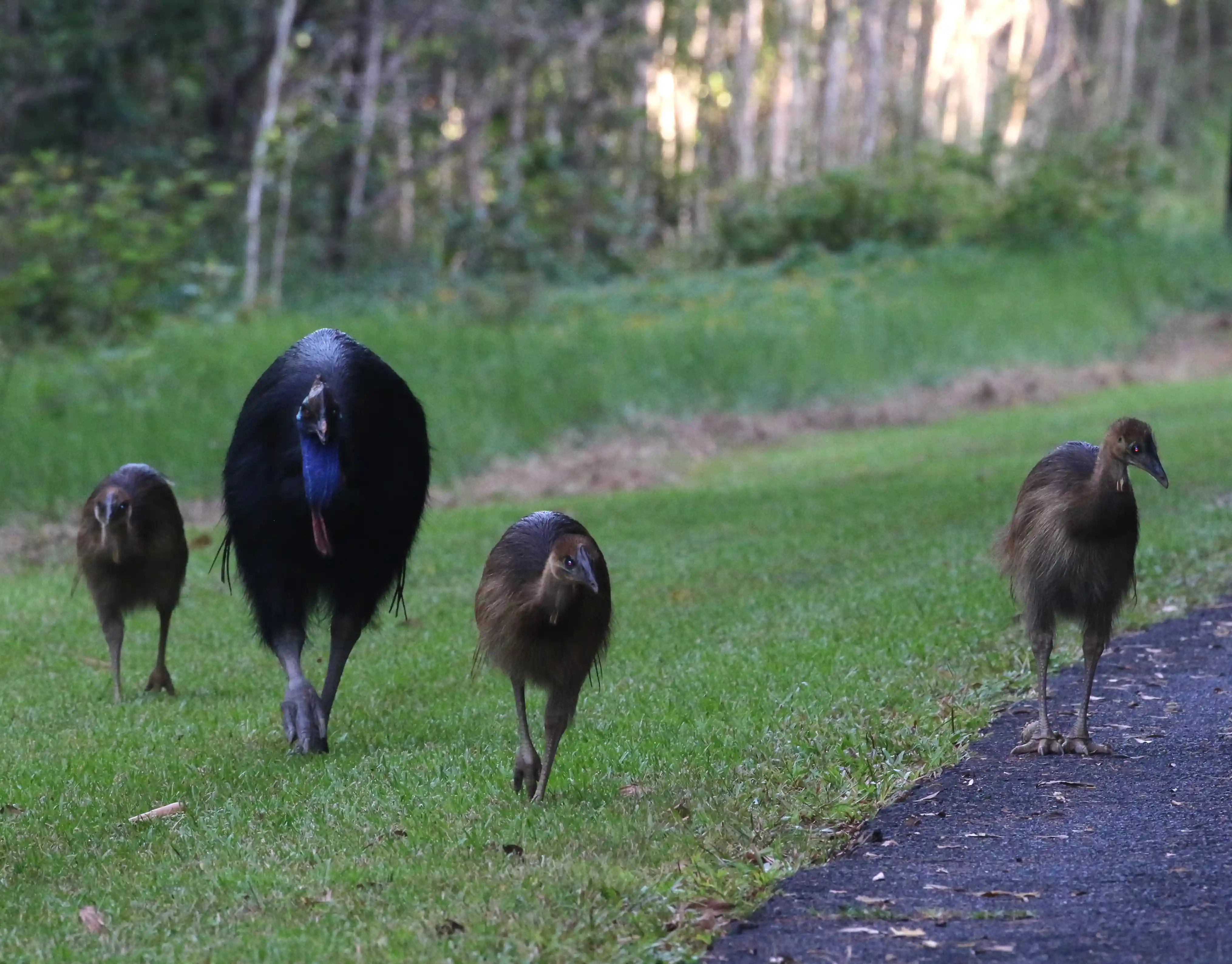 Cassowary chick in undergrowth