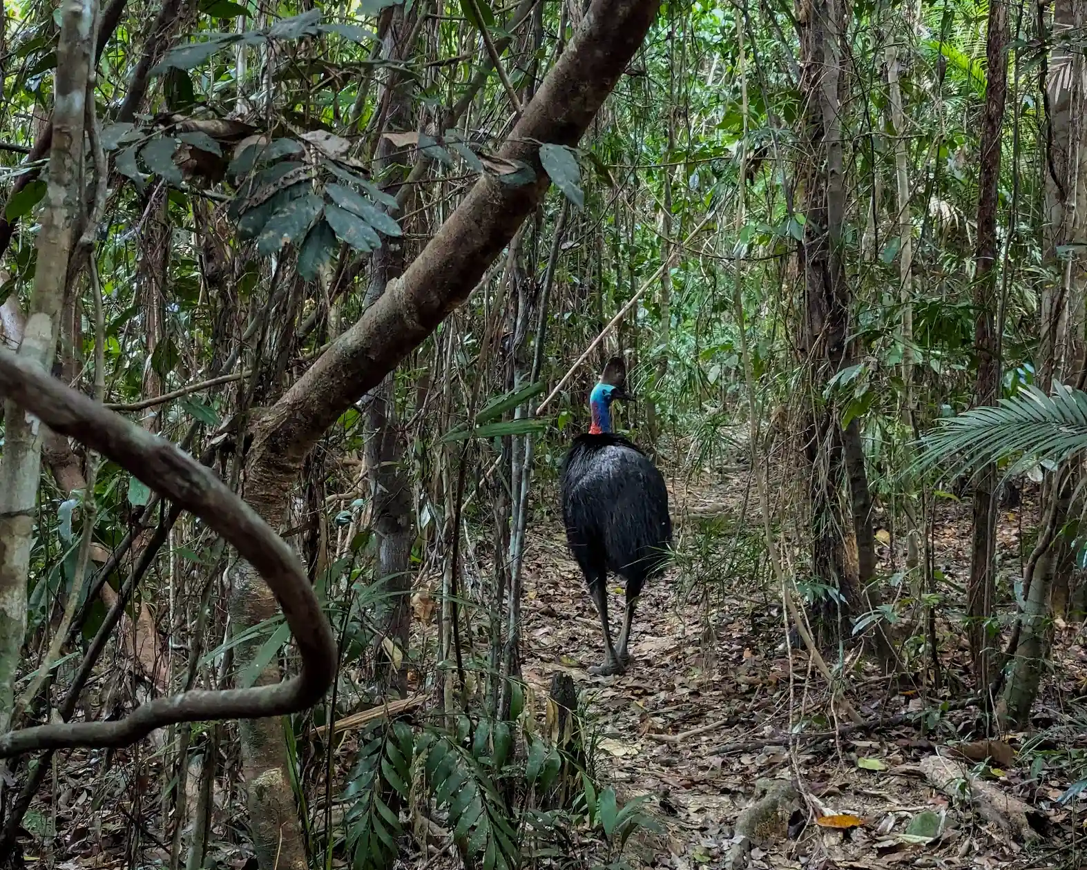Map interface showing cassowary sightings