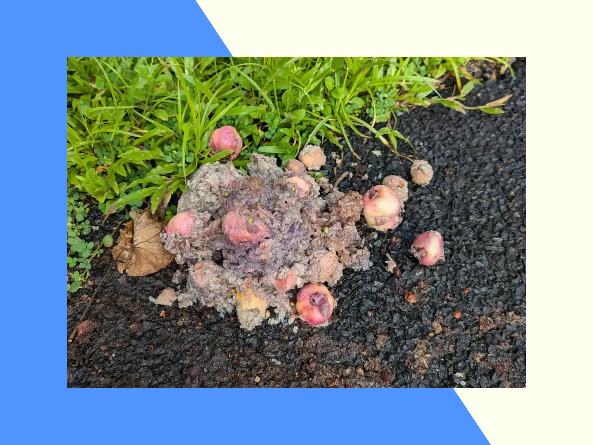 Most Valuable Poo: turning cassowary field samples into a science story
