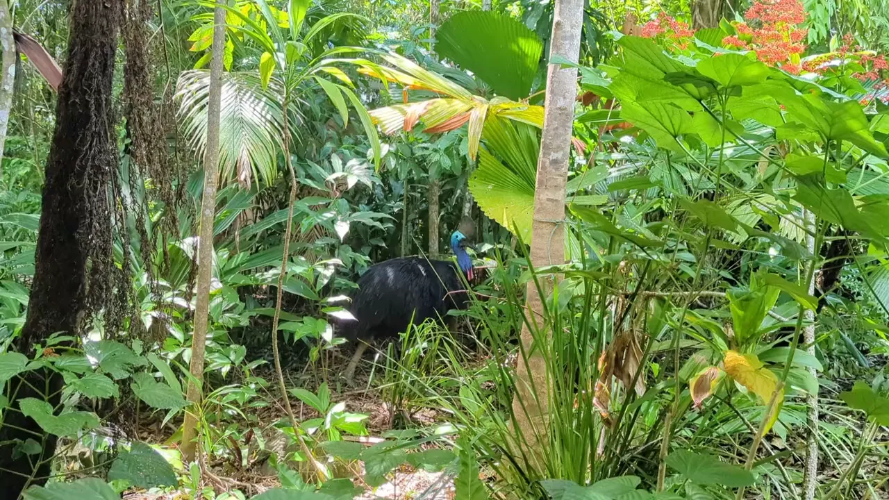 Saving a dinosaur bird, with data